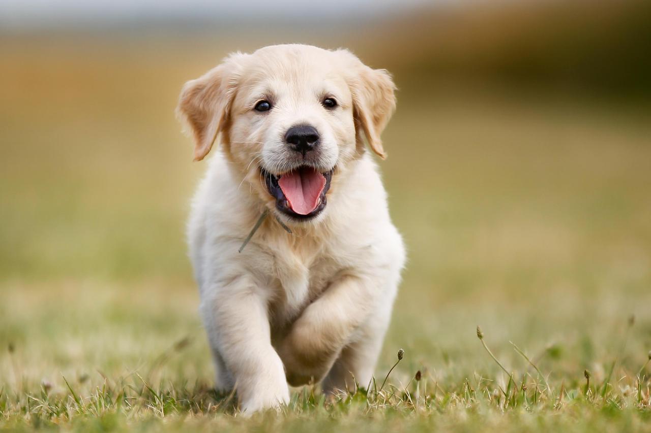 Štene labradora na prodaju